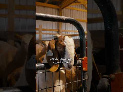 المزرعة العربية للحوم الحلال في كولومبوس – حياة الريف الأمريكي