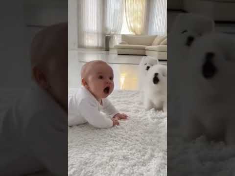بيبي vs الكلاب 😳🐶👶