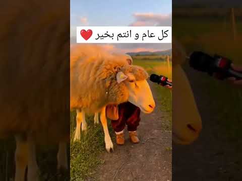 كل عام و انتم بخير ❤️