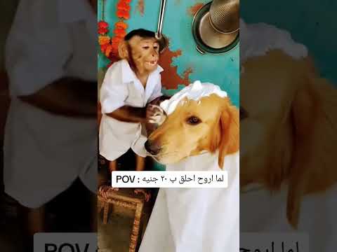 لما اروح احلق ب ٢٠ جنيه 😂