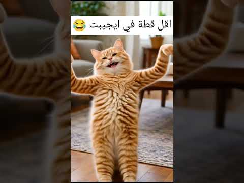اقل قطه في ايجيبت 😂 #fyp #قطة #ذكاء_اصطناعي #ضحك😂