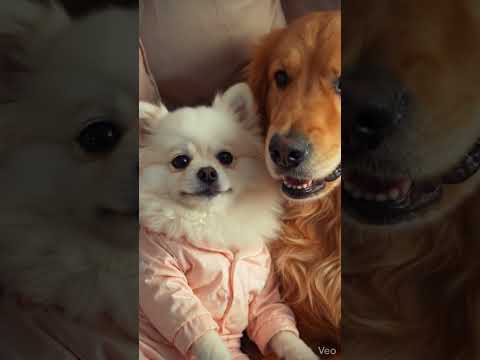 cute dog is playing on phone 😂